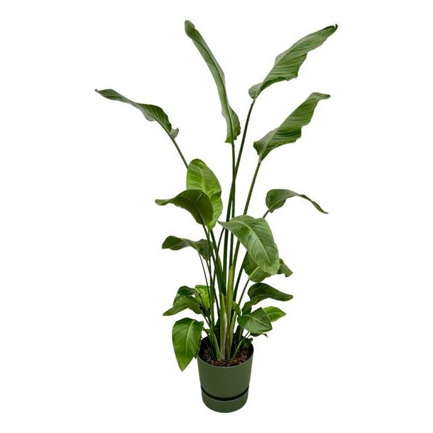 Weißer Paradiesvogelstrauch inklusive elho Greenville Round grün - 180 cm - Ø30