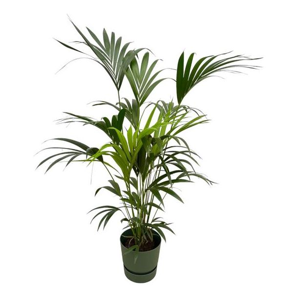 Kentia-Palme inklusive elho Greenville Round grün - 160cm - Ø30