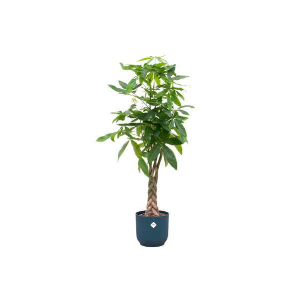 Pachira aquatica inklusive elho Vibes Fold Round blau - 160cm - Ø30