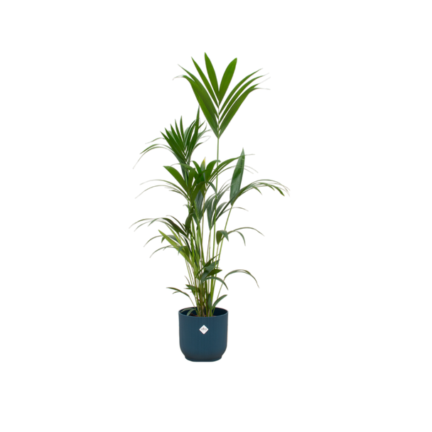 Kombination aus Kentia-Palme und blauer Pflanze, 160 cm hoch, Ø30