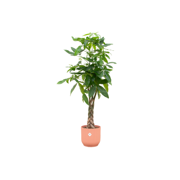 Grüne Zimmerpflanze mit geflochtenem Stamm Pachira aquatica mit rosa Topf, 160 cm Höhe und Ø30