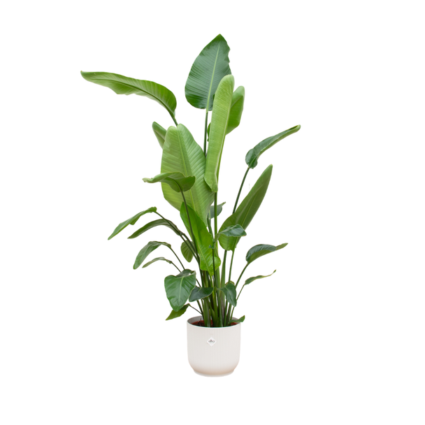 Tropische Zimmerpflanze Strelitzia Nicolai mit weißem Topf, 180 cm hoch, Ø30