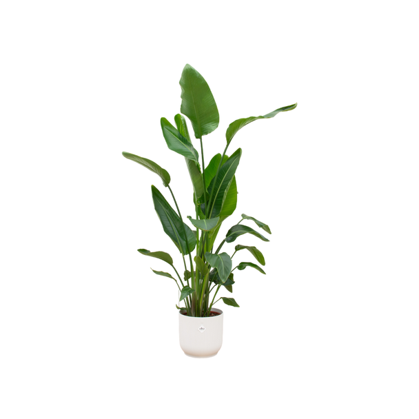 Grüne Zimmerpflanze Paradiesvogelblume (Strelitzia Nicolai), 160cm - Ø30, inklusive Topf elho Vibes Fold Round weiß