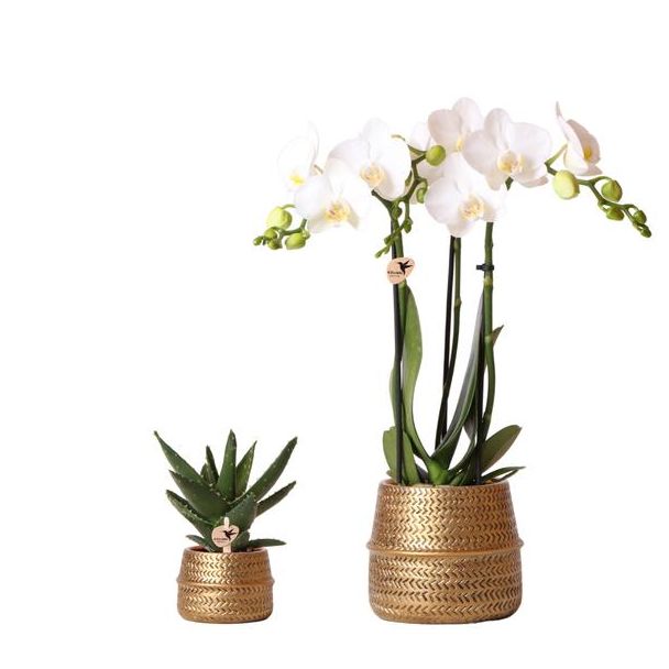 Geschenk-Tipp! Pflanzen-Set Groove Gold, Weiße Orchidee Amabilis Ø9cm, Grüne Sukkulente Ø6cm, Keramiktopf Gold
