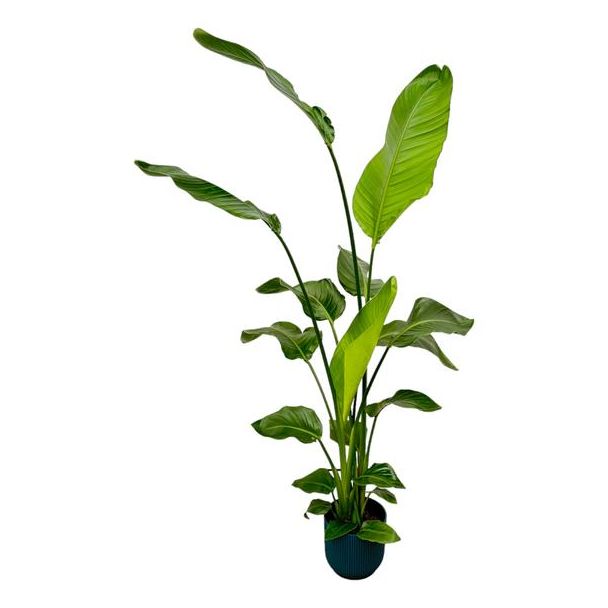 Weiße Paradiesvogelblume in Elho Vibes Fold Round Farbe Blau, Tropische Grüne Pflanze, Strelitzia Nicolai, Ø18cm - ↕130cm