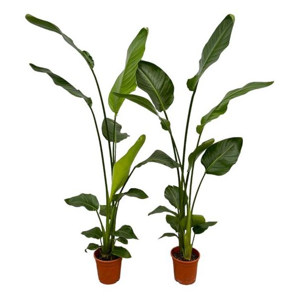 2 Paradiesvogelblumen Pflanzen - 2 Zimmerpflanzen - 130 cm - Ø17