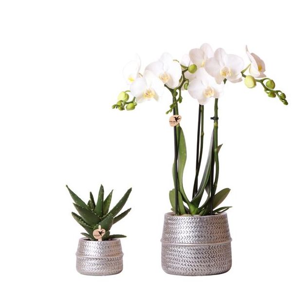 Geschenk-Tipp! Pflanzen-Set Groove Silber, Weiße Orchidee Amabilis Ø9cm, Grüne Sukkulente Ø6cm, Keramiktopf Silber,