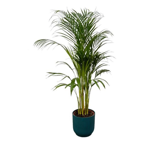 Areca-Palme - ↨110cm - Ø21cm inklusive elho Vibes Fold Round blau D22xH20