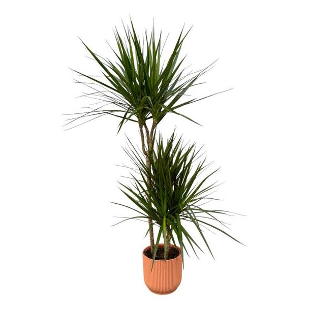 Dracaena Marginata - ↨120cm - Ø21cm inklusive elho Vibes Fold Round rosa D22xH20