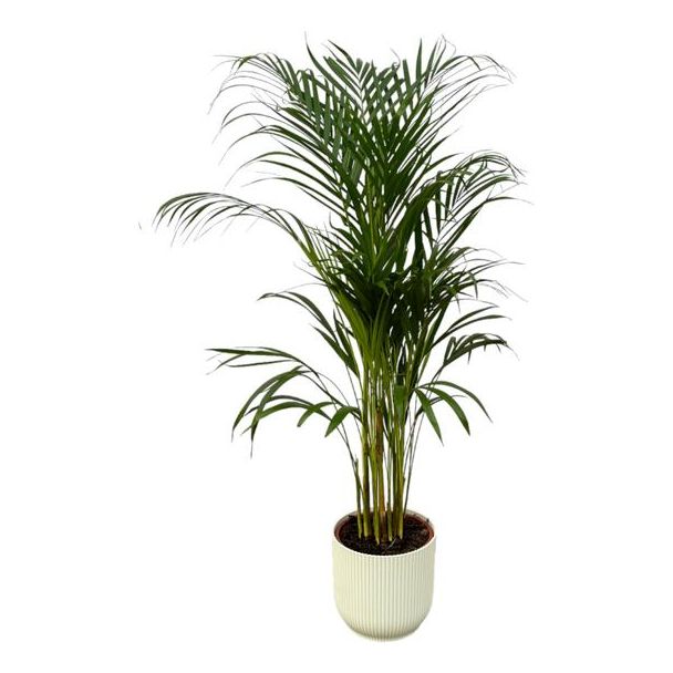 Areca-Palme - ↨110cm - Ø21cm inklusive elho Vibes Fold Round weiß D22xH20