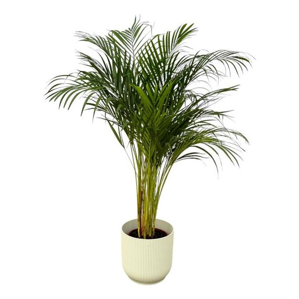 Areca-Palme - ↨130cm - Ø24cm inklusive elho Vibes Fold Round weiß D30xH27