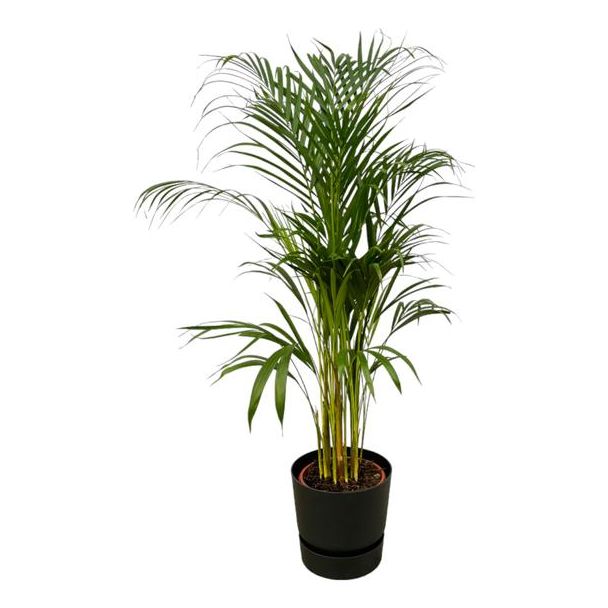 Areca-Palme - ↨110cm - Ø21cm inklusive elho Greenville Round schwarz D24xH23