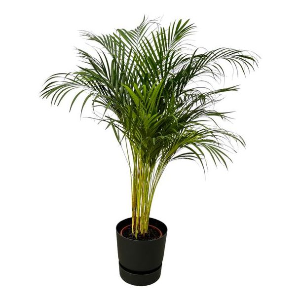 Areca-Palme - ↨130cm - Ø24cm inklusive elho Greenville Round schwarz D30xH28