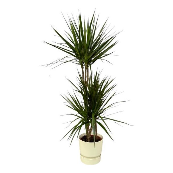 Elegante Drachenbaum und weiße Blumentopf, ↨120cm