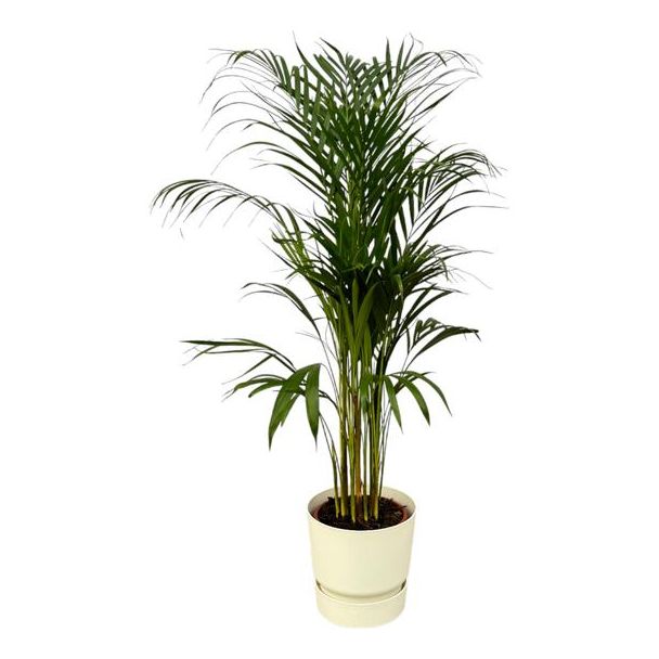 Areca-Palme für drinnen, ↨110cm - Ø21cm, weiße Pflanze enthalten D24xH23