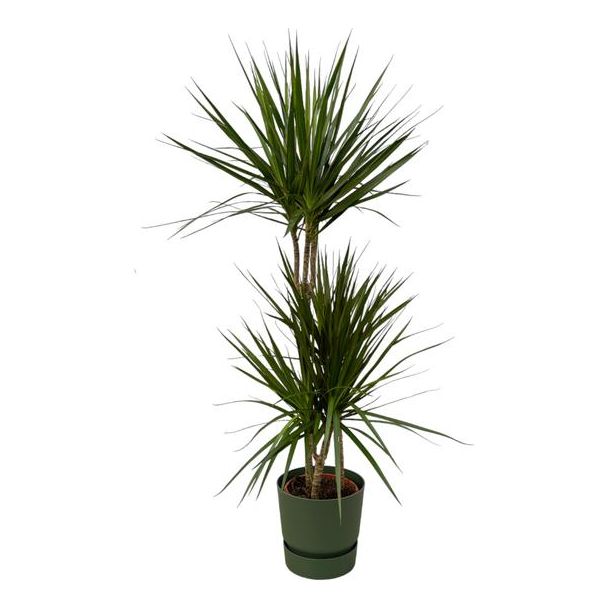 Drachenbaum Dracaena Marginata ↨120cm - Ø21cm, inklusive grüner Topf
