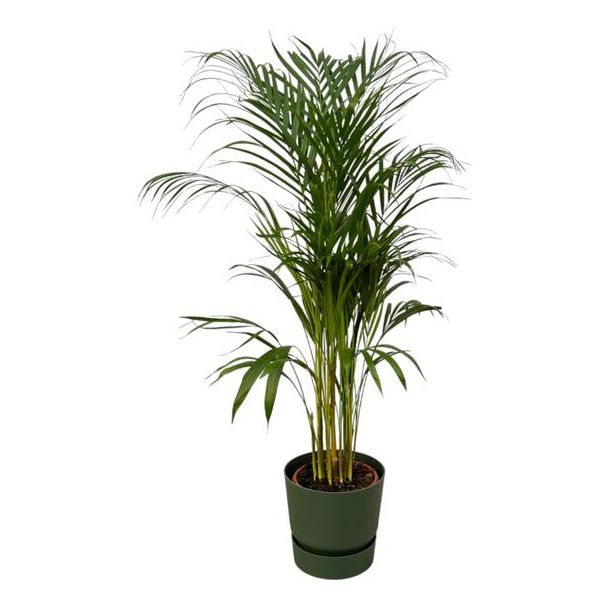 110 cm hohe Zimmerpflanze Areca-Palme Ø21 cm, inklusive elho Greenville Round grün D24xH23