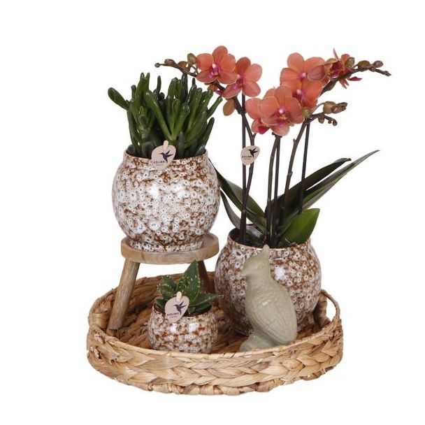 Geschenk-Tipp! Zimmerpflanzen-Set, Eine Rote Phalaenopsis-Orchidee + Sukkulenten inkl. Keramische Zierübertöpfe