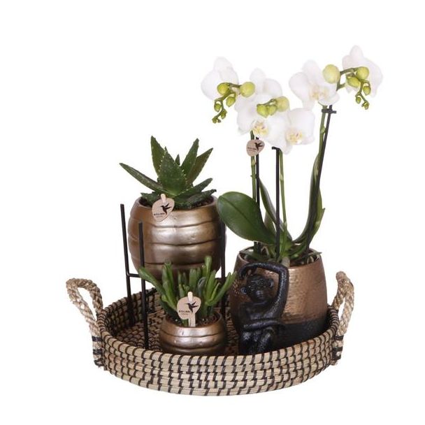Geschenk-Tipp! Zimmerpflanzen-Set, kupferfarbene Zier-Töpfe mit Phalaenopsis-Orchidee + verschiedene Sukkulenten, auf einem runden Tablett.