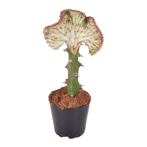Roter und sehr auffälliger Zimmerpflanze Euphorbia lactea Cristata, 35 cm hoher Koraalcactus, ø12