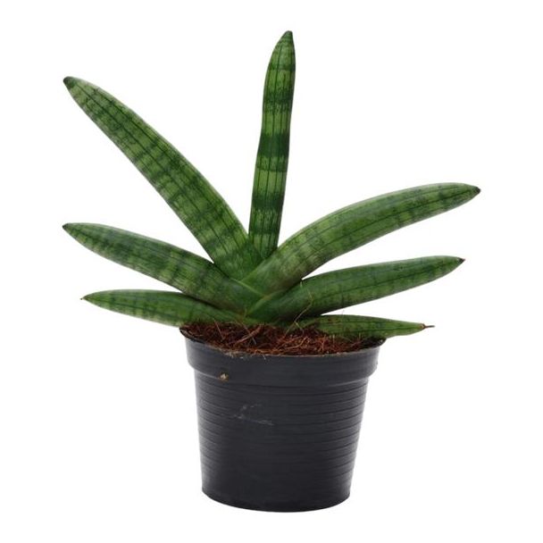 Dunkelgrüne und luftreinigende Zimmerpflanze Sansevieria Skyline, 25 cm hohe Schwiegermutterzunge, ø10,5