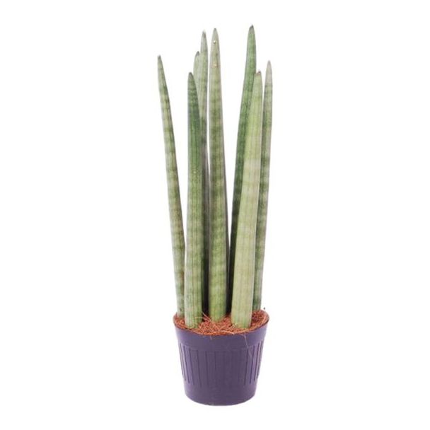 Auffällige Schwiegermutterzunge für das Zimmer, Sansevieria cylindrica 'Spaghetti', 40 cm hoch, ø10,5