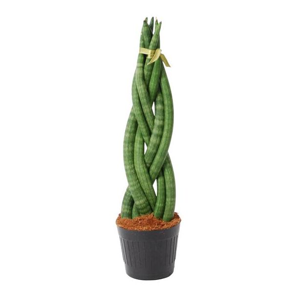 Sansevieria cylindrica, 40 cm hoch, ø10,5