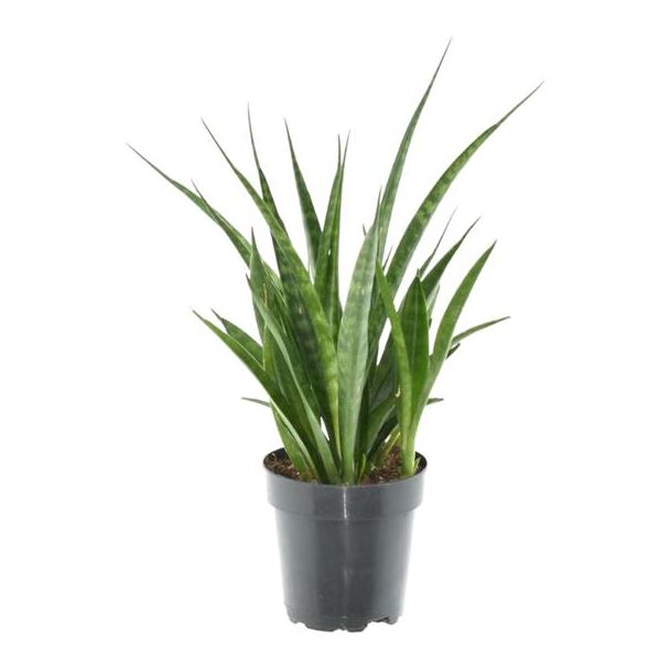 Grüne Schwiegermutterzunge für drinnen (Zimmerpflanze Sansevieria kirkii 'Friends'), 38 cm hoch, ø12