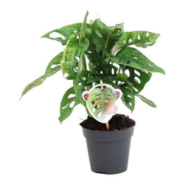 Grüne Zimmerpflanze mit einzigartigen Blättern (Monstera obliqua 'Monkey Leaf'), 25 cm hoch, ø12