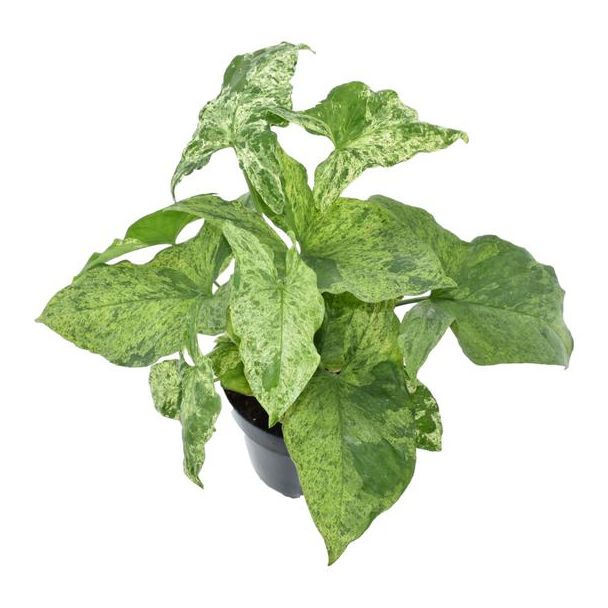 Einfacher Zimmerpflanze Syngonium Mottled mit hellgrünen Blättern, 25 cm hoch, ø12