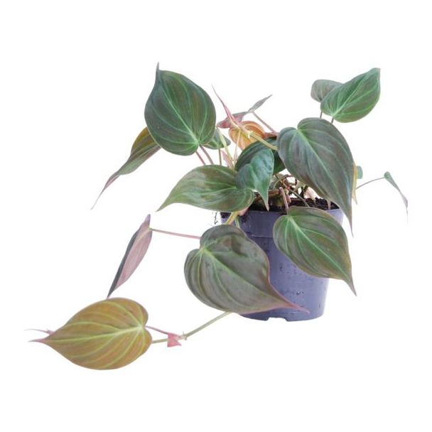 Grüne kleine Zimmerpflanze Philodendron scandens 'Micans', 25 cm hoch, ø12