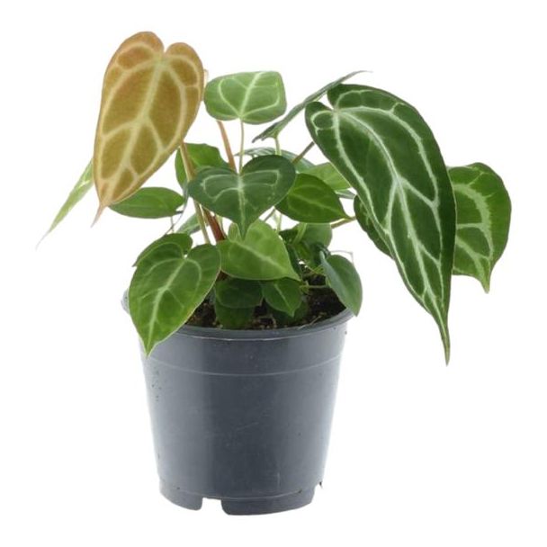 35 cm hohe Anthurium Chrystallium für das Zimmer, ø12