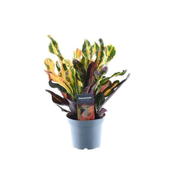 Bunte Croton-Variante Codiaeum variegatum 'Mammi', ø12, 30 cm hoch