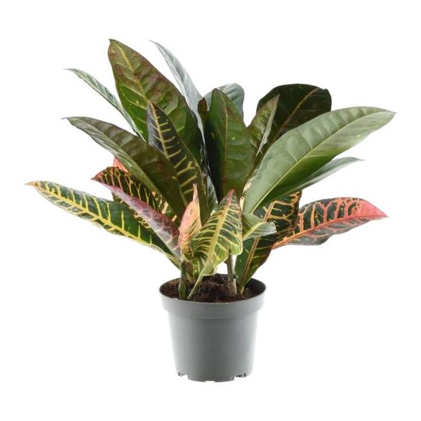 Auffälliger Kroton für das Zimmer (Codiaeum variegatum 'Petra'), 30 cm hoch, ø12