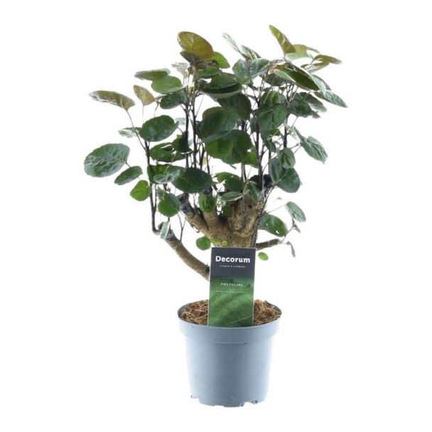 Dunkelgrüne Zimmerpflanze Polyscias Fabian, 45 cm hoch, ø12
