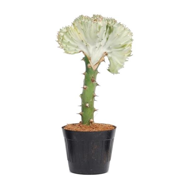 Weißer Koraalcactus (Euphorbia lactea Cristata weiß) für drinnen, ø10,5, 30 cm hoch