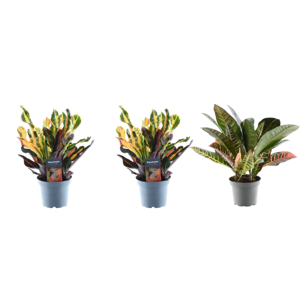 Kreuzblättrige Wunderpflanze-Variationen Set von 3 Zimmerpflanzen, ca. 30 cm hoch, ø12