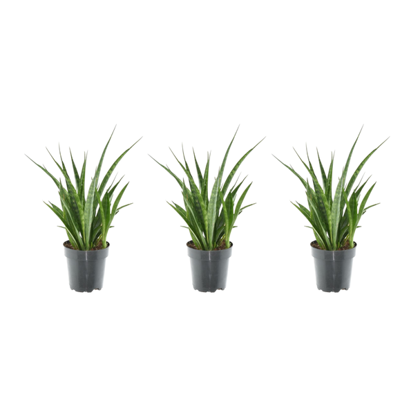 Schwiegermutterzunge, Sansevieria Kirkii - 38 cm - ø12