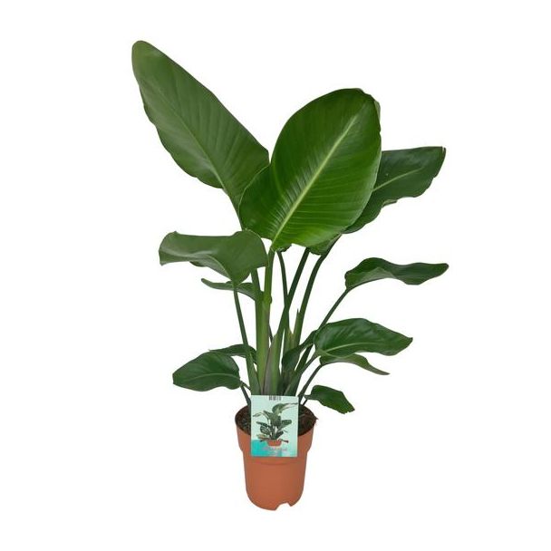Weiße Paradiesvogelblume, Strelitzia Nicolai, Ø19cm - ↕90cm