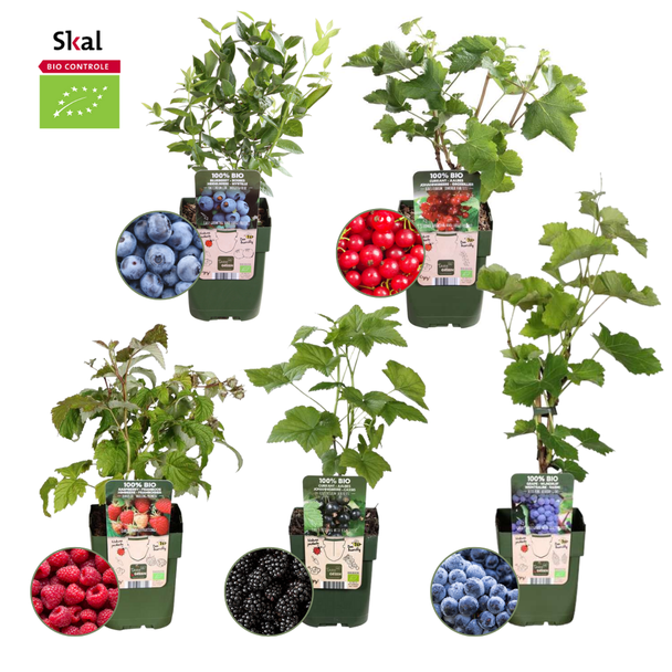 5 verschiedene biologische Obstpflanzen, Kletterpflanzen, Himbeere, Brombeere, Johannisbeere, Heidelbeere, Blaue Traube, Ø12 cm - ↕20 cm