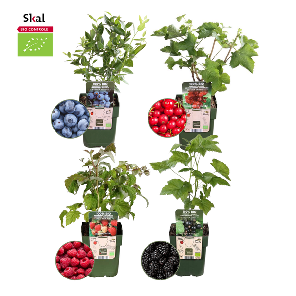 Set aus 4 verschiedenen 100% biologischen Obstpflanzen, Himbeere, Rote Johannisbeere, Blaubeere, Brombeere, Biologisches Obstparadies-Paket, Ø12 cm - ↕20 cm