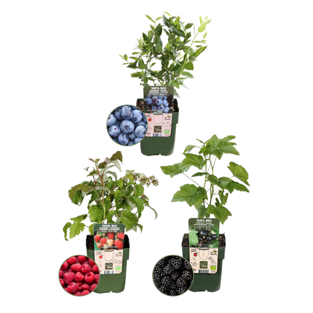 Set von 3 verschiedenen 100% biologischen Obstpflanzen, Himbeere, Blaubeere, Brombeere Süßes Früchteparty-Paket, Ø12 cm - ↕20 cm