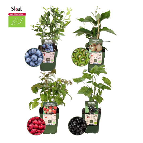 Set von 4 verschiedenen 100% biologischen Obstpflanzen, Himbeere, Blaubeere, Kiwi, Brombeere Sommerfrüchte Mix Paket, Ø12 cm - ↕20 cm