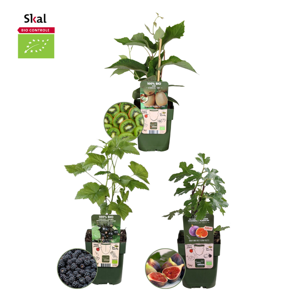 Set von 3 verschiedenen 100% biologischen Obstpflanzen, Feige, Kiwi, Brombeere, Das Trio Süße Ernte, Ø12 cm - ↕20 cm