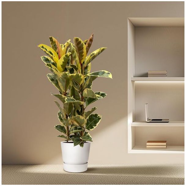 Indischer Gummibaum Ficus Elastica Tineke Strauch für drinnen, 160 cm hoch, Ø28cm
