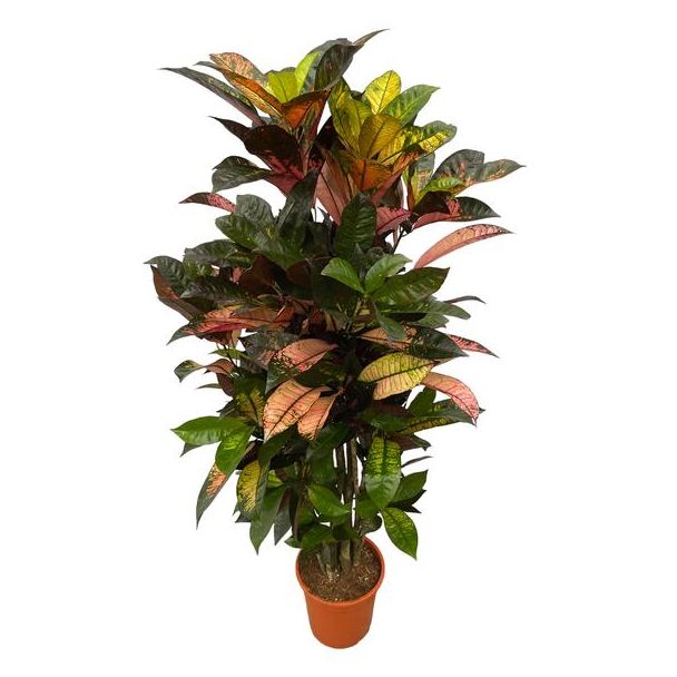 Auffälliger Codiaeum (Kroton) Iceton verzweigt, 130 cm hoch, Ø21cm
