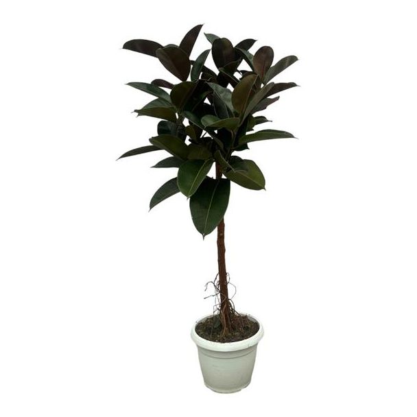 Immergrüne Zimmerpflanze Indischer Gummibaum (Ficus Elastica Robusta Stamm), 160 cm hoch, Ø32cm