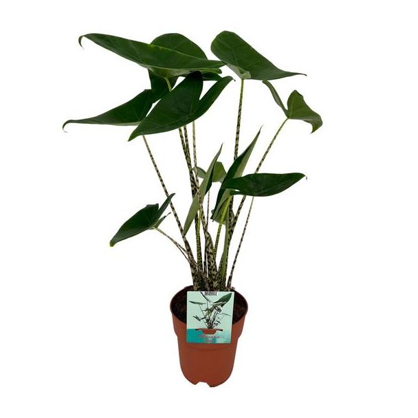 Zebrapflanze, Tropisches und Exotisches Aussehen, Alocasia Zebrina - Ø19cm - ↕75cm hoch