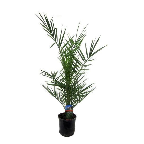 Kanarische Dattelpalme - 90 cm - Ø15 cm