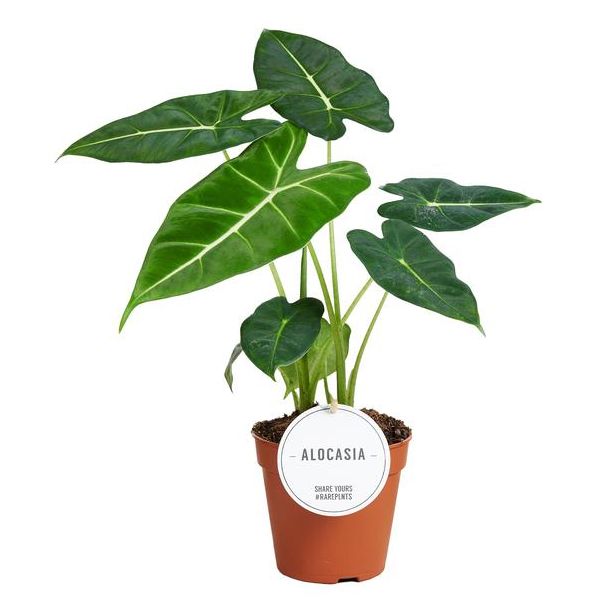 Elefantenohr, Exotische Grüne Pflanze, Alocasia Frydek - Ø12cm - ↕35cm